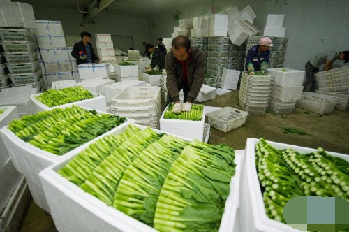 蔬菜保鮮庫(kù)